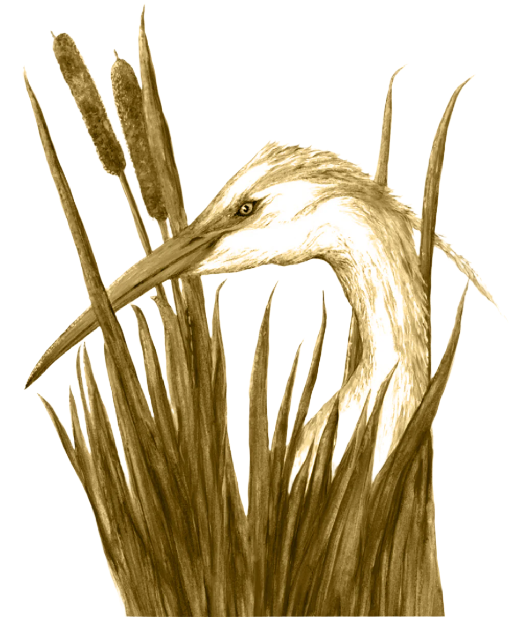 Golden Sketch of a Crane in Brush